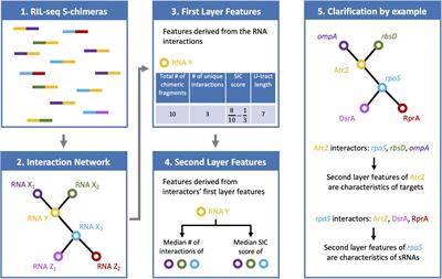 Prediction of Novel Bacterial Small RNAs From RIL-Seq RNA–RNA Interaction Data